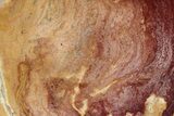 Polished Noondine Chert (Stromatolite) Slab - Billion Years #197360-1
